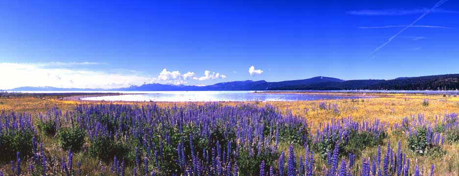 Lupine Fields, Lakeforest beach,