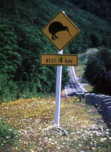 BEWARE ! THERE ARE KIWIS