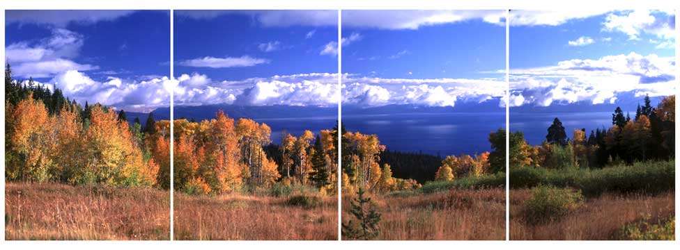 Autumn Aspens