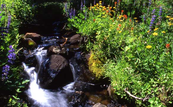 Alpine Wildflowers, Lake Tahoe.