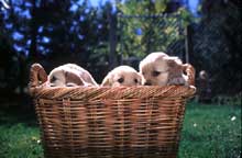 BASKET FULL OF MISCHIEF