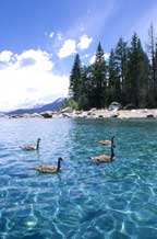 Sugarpine Geese